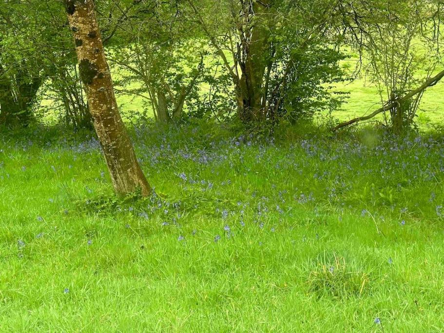 Cornwall Woodland Shepherd'S Hut Deirdres Hut โบดมิน ภายนอก รูปภาพ